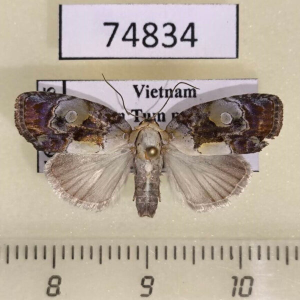 Noctuidae Negritothripa orbifera f Vietnam