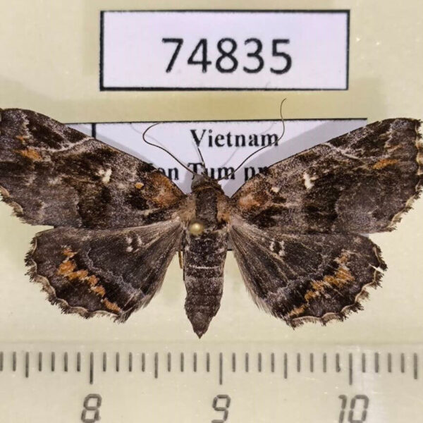 Noctuidae Pangrapta viridentata f Vietnam