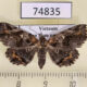 74835p Noctuidae Pangrapta viridentata f Vietnam $12
