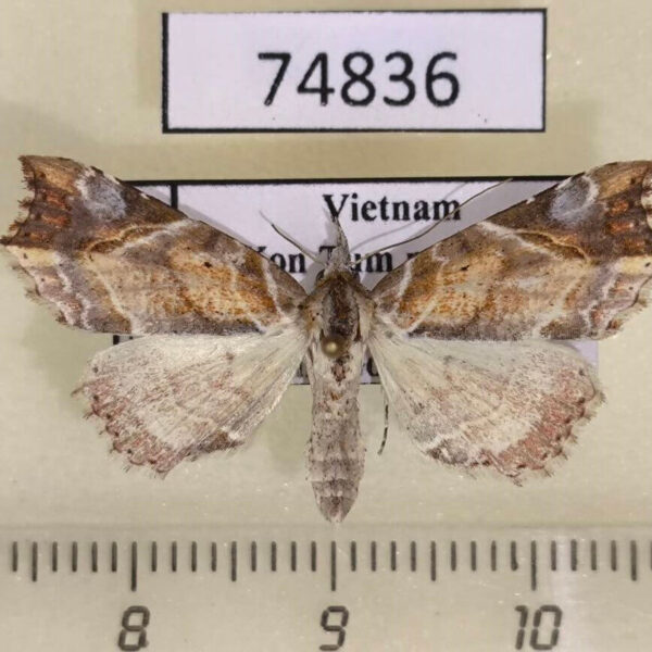Noctuidae Olulis shigakii Vietnam