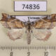 74836p Noctuidae Olulis shigakii Vietnam $12