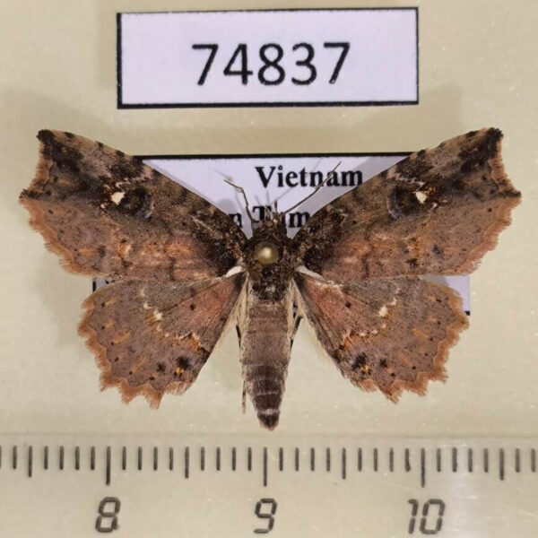 Noctuidae Tamba sp. carneotincta Vietnam