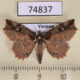 74837p Noctuidae Tamba sp. carneotincta Vietnam $18