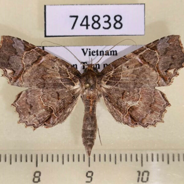 Noctuidae Tamba diaphora Vietnam
