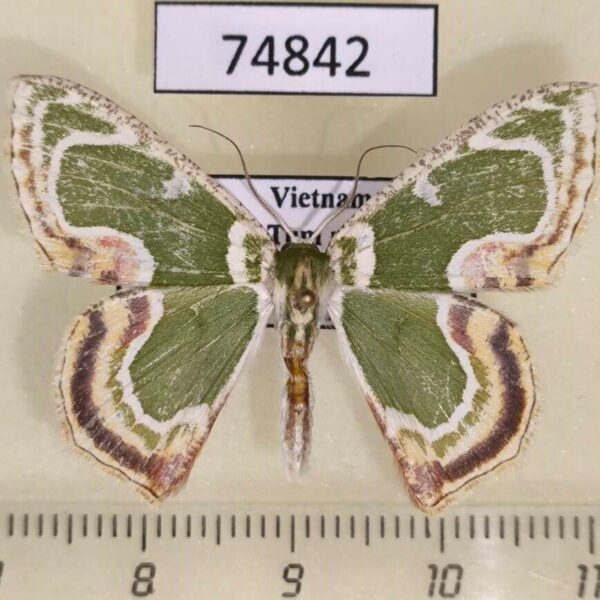 Geometridae Eucyclodes sanguilineata Vietnam