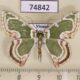 74842p Geometridae Eucyclodes sanguilineata Vietnam $9