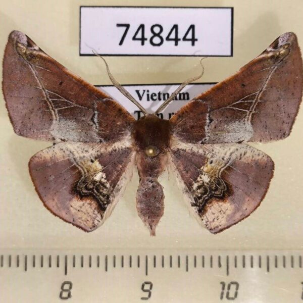 Geometridae Garaeus conspicienda Vietnam