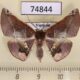 74844p Geometridae Garaeus conspicienda Vietnam $12