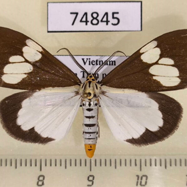 Arctiidae Nyctemera lacticinia Vietnam