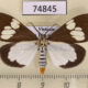 74845p Arctiidae Nyctemera lacticinia Vietnam $8