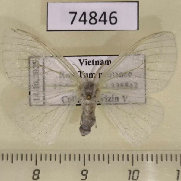 Lymantridae Arctornis semihyalina f Vietnam
