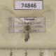 74846p Lymantridae Arctornis semihyalina f Vietnam $8