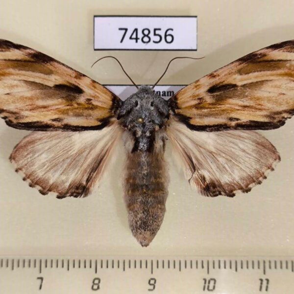 Notodontiidae Neopheosia fasciata f Vietnam