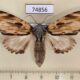 74856p Notodontiidae Neopheosia fasciata f Vietnam $8