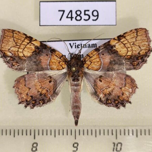 Noctuidae Tamba euryodia Vietnam
