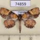 74859p Noctuidae Tamba euryodia Vietnam $20