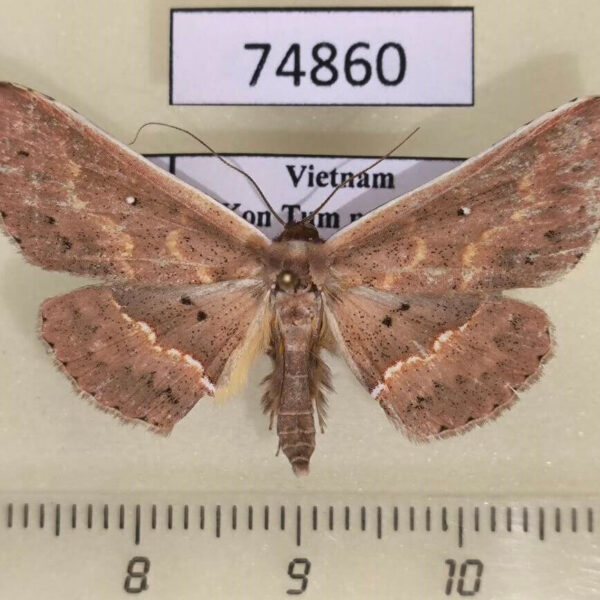 Noctuidae Arasada albicosta Vietnam
