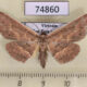 74860p Noctuidae Arasada albicosta Vietnam $12
