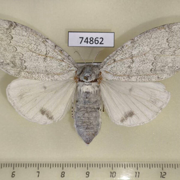 Lymantridae Calliteara sp. nilgirica f Vietnam