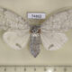 74862p Lymantridae Calliteara sp. nilgirica f Vietnam $20