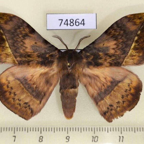 Eupterotidae Apha horishana Vietnam