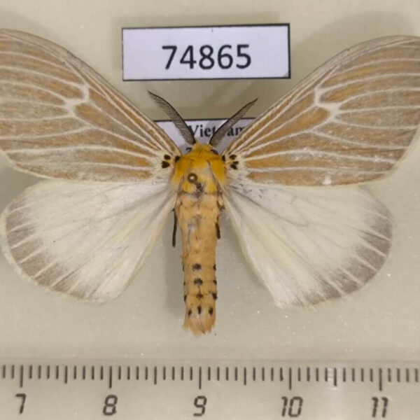 Lymantridae Cispia ochrophaea Vietnam