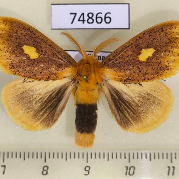 Lymantridae Nygmia plagiata syngenes Vietnam