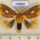 74866p Lymantridae Nygmia plagiata syngenes Vietnam $9