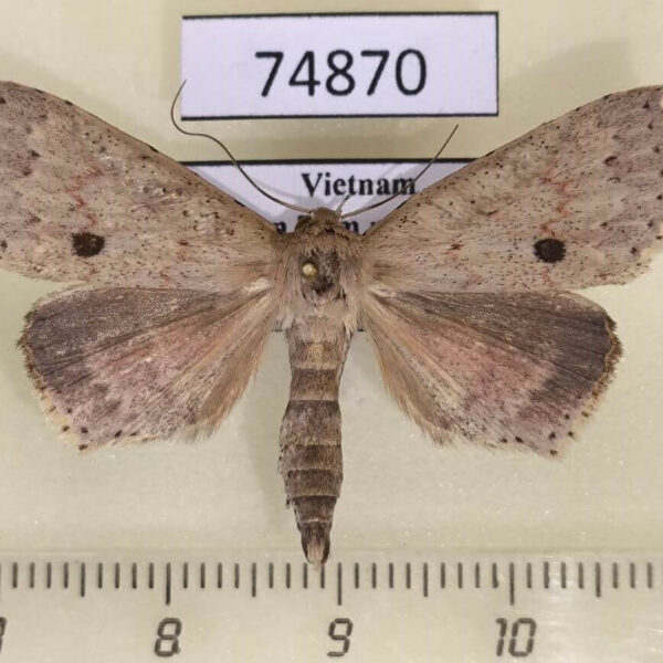 Noctuidae Trichoblemma badia Vietnam