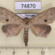 74870p Noctuidae Trichoblemma badia Vietnam $10