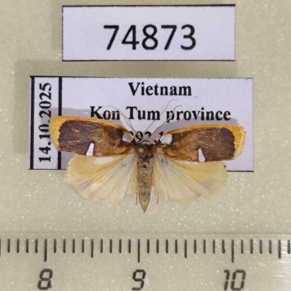 Arctiidae Lobobasis niveimaculata Vietnam