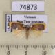 74873p Arctiidae Lobobasis niveimaculata Vietnam $10