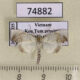 74882p Moth sp. Vietnam $12