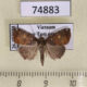 74883p Noctuidae Androlymnia stellata Vietnam $8