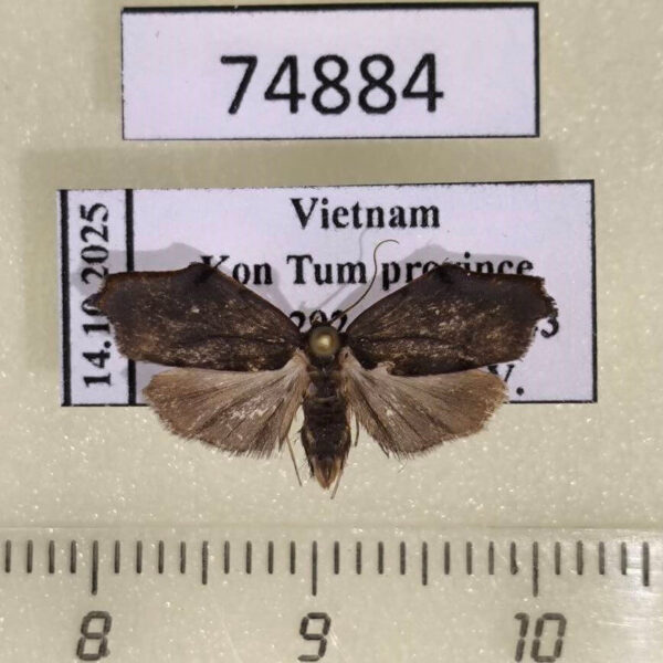 Arctiidae Macaduma borneana Vietnam