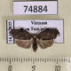 74884p Arctiidae Macaduma borneana Vietnam $7