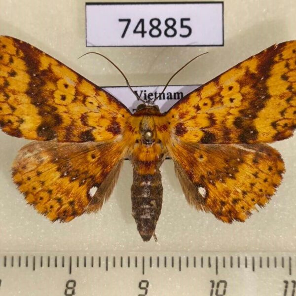 Noctuidae Saroba flavipicta Vietnam