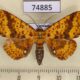 74885p Noctuidae Saroba flavipicta Vietnam $40