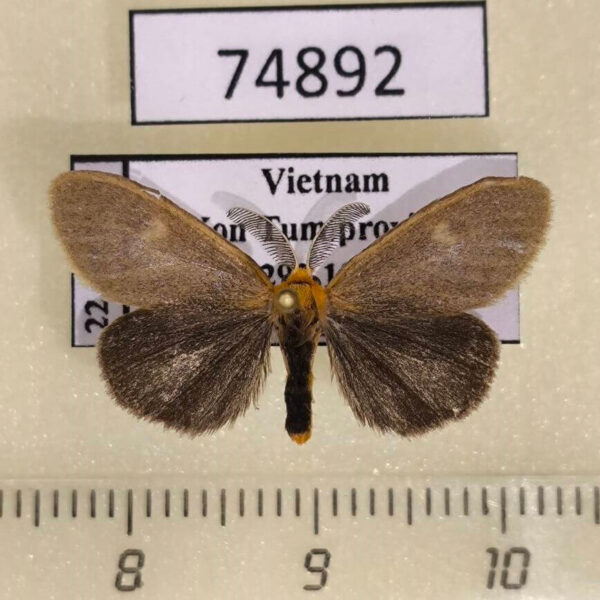 Lymantridae Pantana sp. lithosioides Vietnam