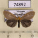 74892p Lymantridae Pantana sp. lithosioides Vietnam $10
