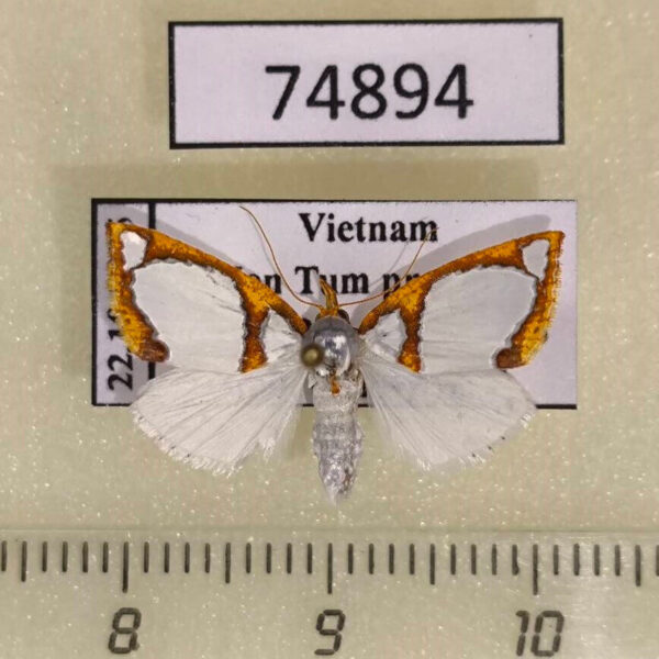 Noctuidae Titulcia confictella Vietnam