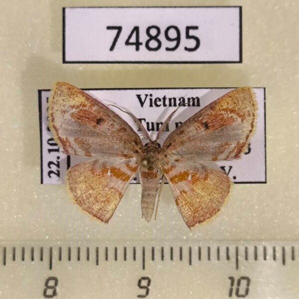 Geometridae Chrysocraspeda plumbeofusa Vietnam