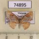 74895p Geometridae Chrysocraspeda plumbeofusa Vietnam $5