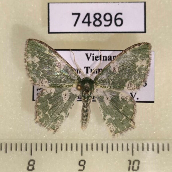 Geometridae Eucyclodes sp. albotermina Vietnam