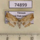 74899p Noctuidae Hypenagonia brachypalpia Vietnam $12