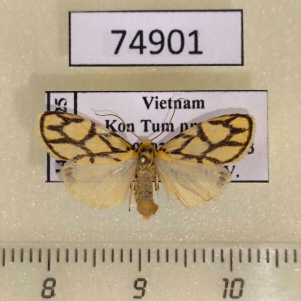 Arctiidae Miltochrista conjunctana Vietnam