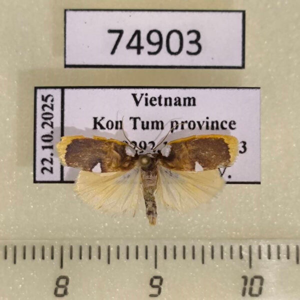 Arctiidae Lobobasis niveimaculata Vietnam