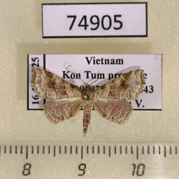 Noctuidae Olulis sp. megalopis Vietnam