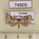 74905p Noctuidae Olulis sp. megalopis Vietnam $10