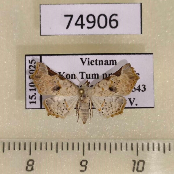Noctuidae Prolophota pallida f Vietnam